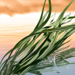 Estee Lauder Luxury FragrancesBlushing Sands Eau De Parfum -Goedkope Lief Schijn Winkel Y3tenh218890 2 dgl NL