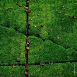 Guerlain Aqua AllegoriaHarvest Nerolia Vetiver Eau De Toilette -Goedkope Lief Schijn Winkel eBEYZ01078608 5 dgl NL